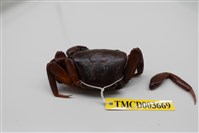 藏品(毛足圓盤蟹)的圖片